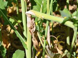 روشهای کنترل سوختگی کلزا